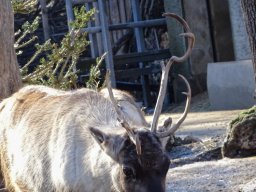 Tiergarten Schönbrunn am 27.01.2026